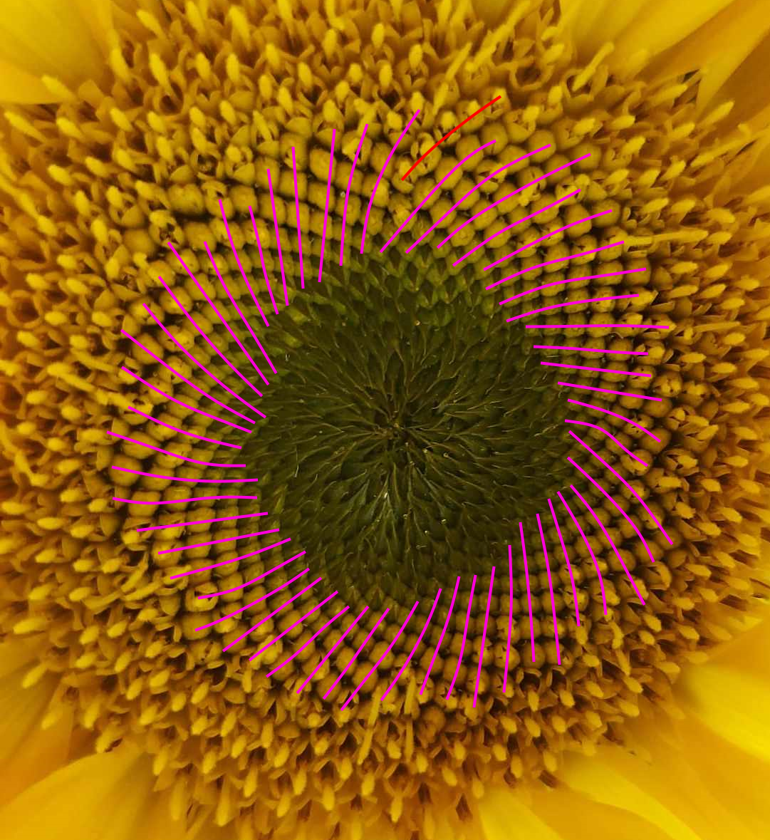 Sunflower with 55ish spirals